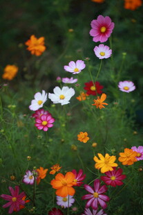 多彩野花绽放于绿草地