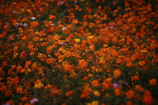 地面洒落缤纷多彩花瓣