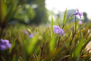 草丛中的紫色小花