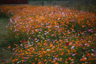 多彩花海绽放迷人风光