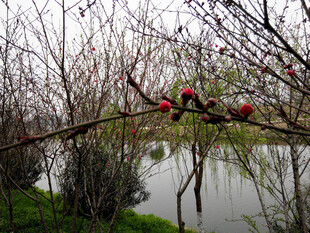 湖畔繁花枝头春意浓