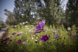 野外绽放的多彩美丽花朵