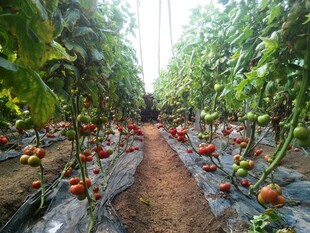 温室中的番茄种植景象