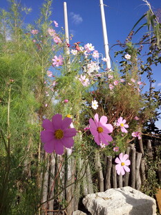 阳光下绽放的美丽格桑花