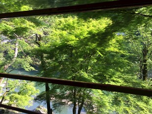 日本透过栏杆望葱郁树林