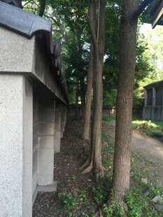 日本石墙边的树木与绿植