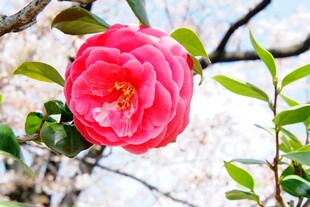 日本娇艳盛开的粉红色山茶花