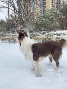 雪地中的边牧犬