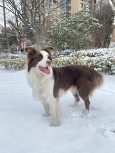 雪地里的边牧犬