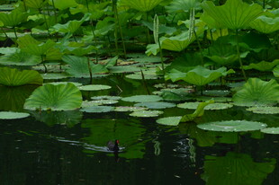 荷塘野鸭子  