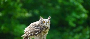 栖息枝头的猫头鹰