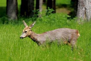 草地上的一只小鹿