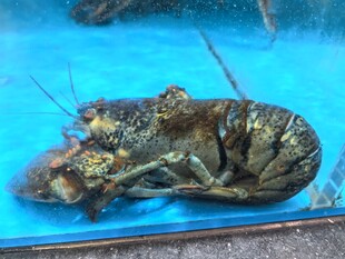 水箱中的大龙虾