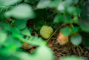 绿叶间的奇异果实