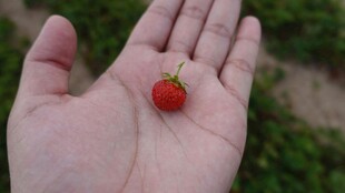 掌心的迷你鲜红草莓