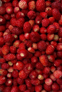 饱满鲜红的野草莓