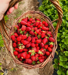 装满草莓的编织篮