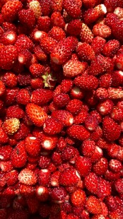 新鲜饱满的草莓大集合