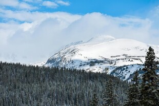 雪山下的茂密森林景观