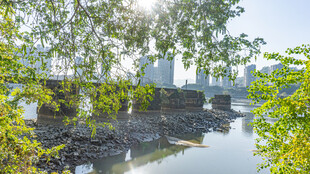 河畔绿树环绕的城市风光