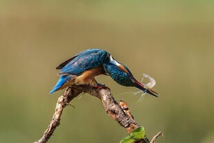 翠鸟衔鱼栖息枝头