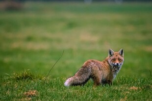 草地上的可爱小狐狸