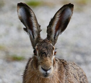 直视镜头的棕色野兔