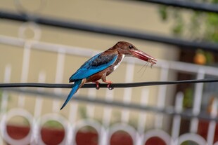 蓝羽翠鸟衔物栖于电线上