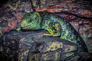 岩石上的多彩蜥蜴