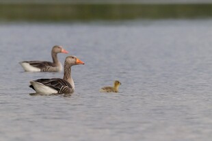 大鹅与幼崽水中悠游