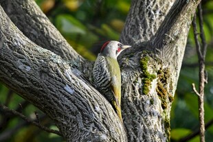 枝头栖息的多彩小鸟