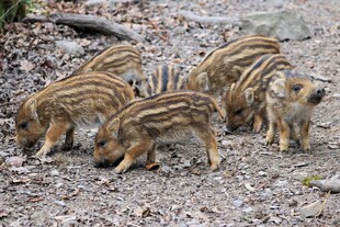 一群小野猪在地面觅食