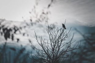 雾中枯树与飞鸟