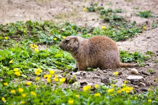草原上的可爱土拨鼠