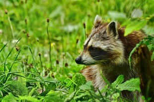 草丛中的浣熊