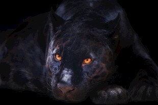 黑暗中的红眼黑豹