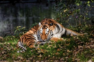 林中休憩的老虎