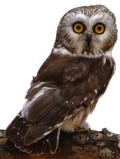 栖息枝头的大眼猫头鹰