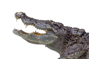 张嘴的鳄鱼特写