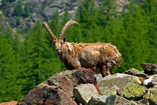 岩石上的高山野山羊