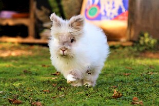 草地上的可爱蓬松小兔子