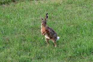 草地上站立的可爱野兔