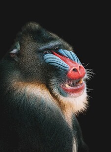 色彩斑斓的山魈