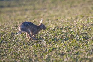 田野中奔跑的野兔