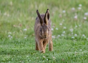 草地上的站立野兔