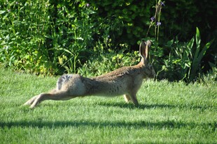 草地上跳跃的野兔