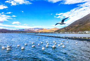 蓝天碧水间飞鸟群集