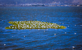 海面上的鸟类聚集群