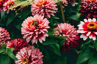 艳丽多姿的粉色百日菊