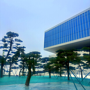 现代建筑旁的造型松树景